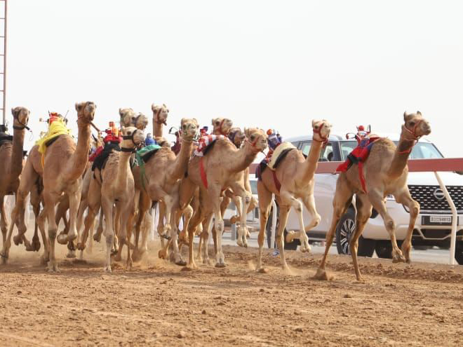 الشارقة.-انطلاق-منافسات-سباق-سن-الفطامين-بميدان-الذيد