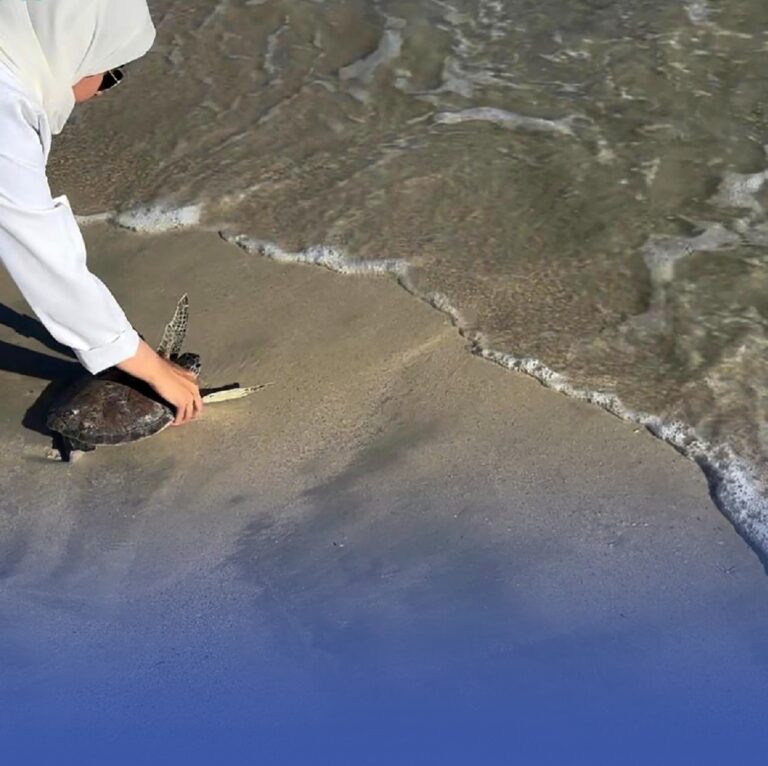 إطلاق-سلحفاتين-بحريتين-في-محمية-الجبيل-بعد-رحلة-تأهيل-ناجحة