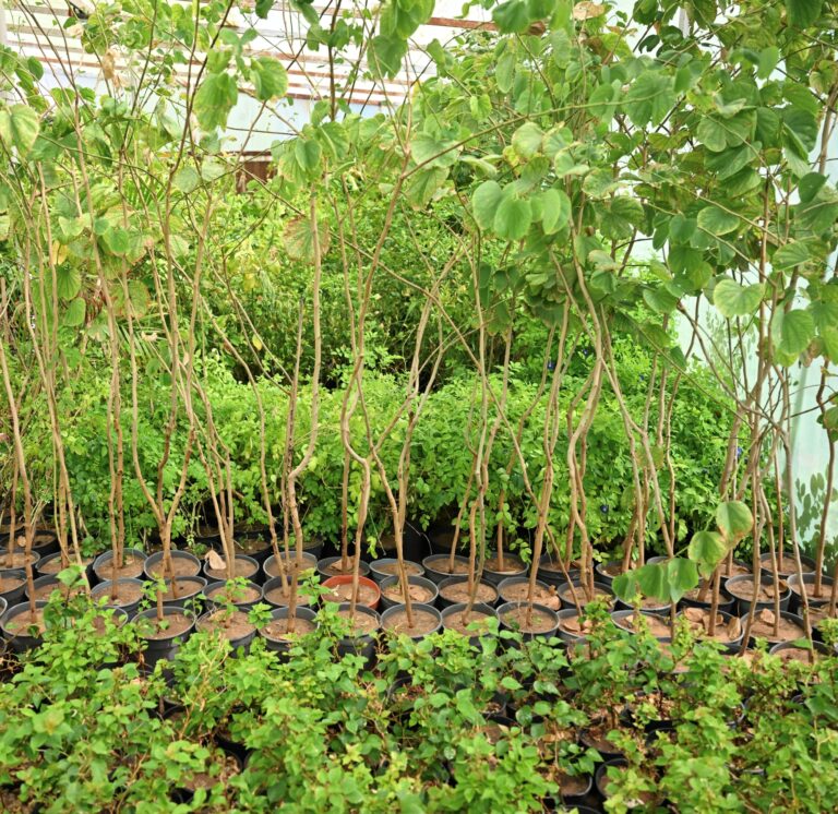 اعتماد-دليل-وشروط-منح-التراخيص-والسجلات-الزراعية