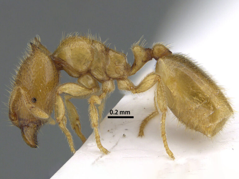 هيئة-البيئة-بالشارقة-تعلن-اكتشاف-نوع-نادر-من-النمل