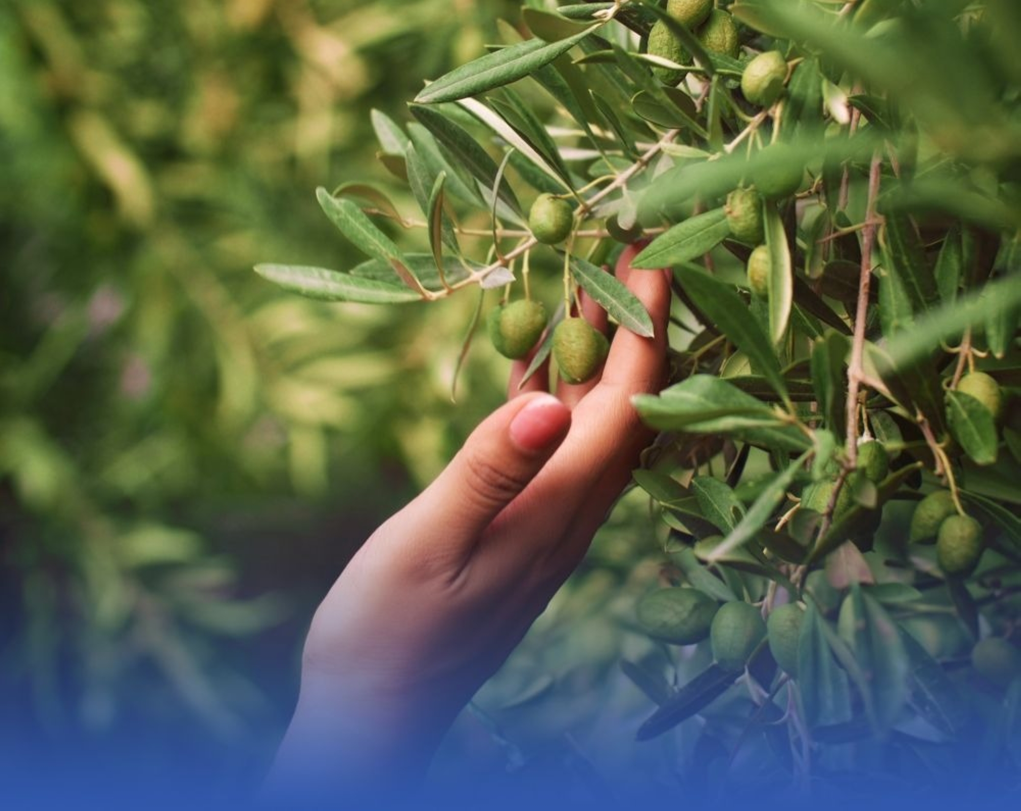 إنتاج-الزيتون-بالمملكة-يرتفع-إلى-351-ألف-طن