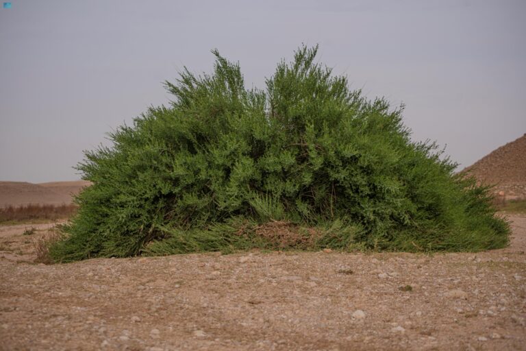 ازدهار-39-نوعًا-من-النباتات-المحلية-بالحدود-الشمالية