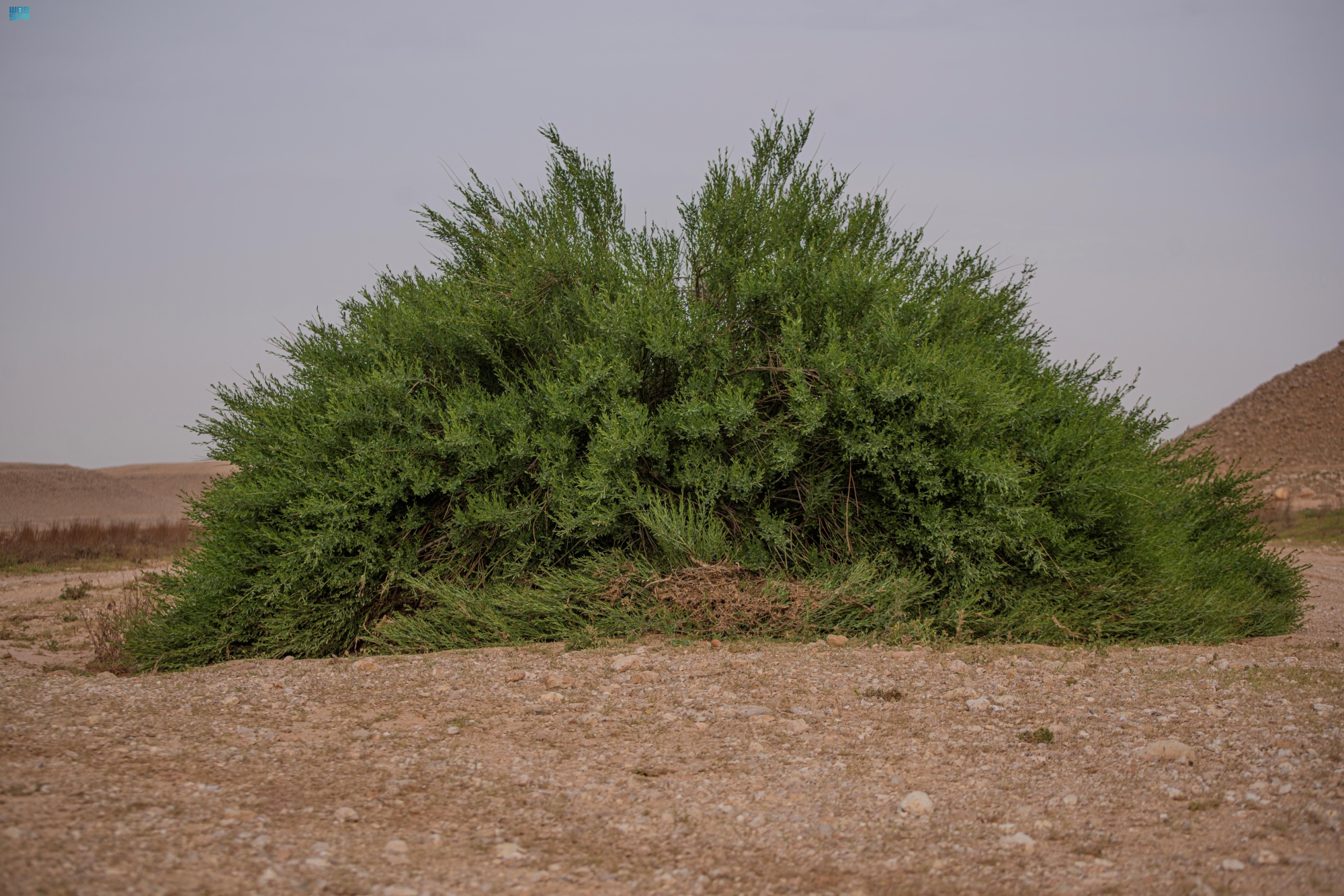 ازدهار-39-نوعًا-من-النباتات-المحلية-بالحدود-الشمالية