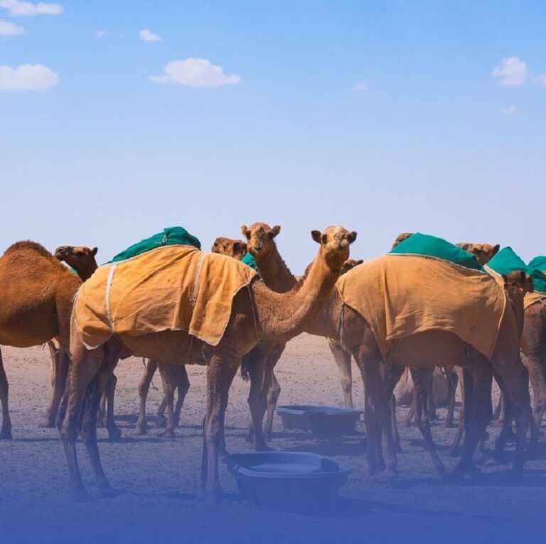 “البيئة”-تشدد-على-الحد-من-الرعي-الجائر-في-موسم-الشتاء