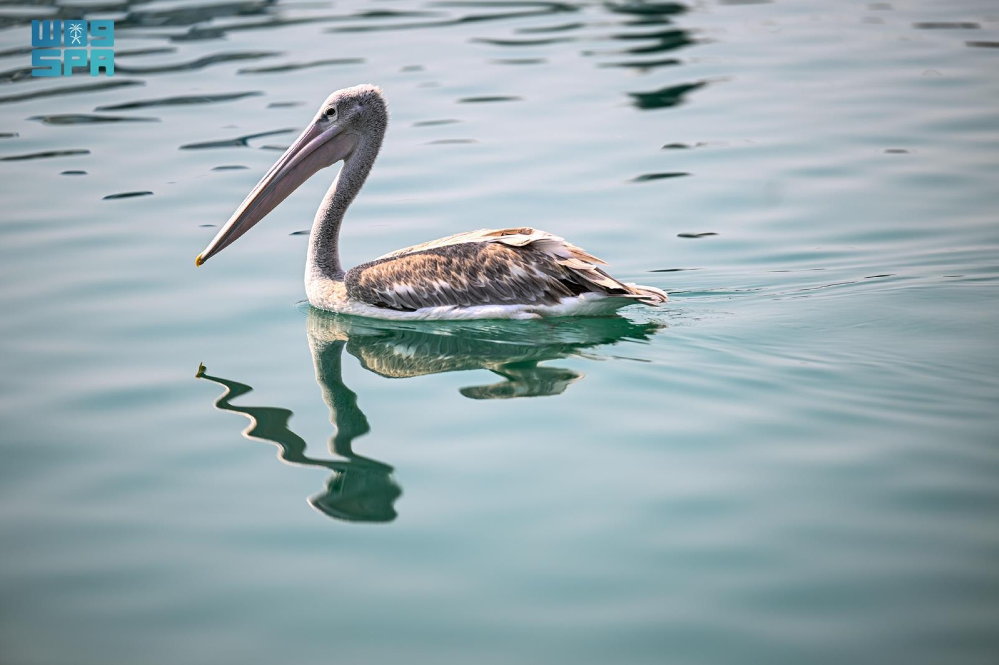 رصد-10-آلاف-طائر-مائي-مُهاجر-بمحمية-جزر-فرسان