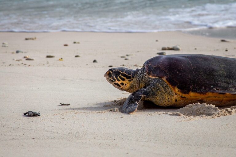 تتبُّع-للسلاحف-بالأقمار-الصناعية-بمحمية-الأمير-محمد-بن-سلمان
