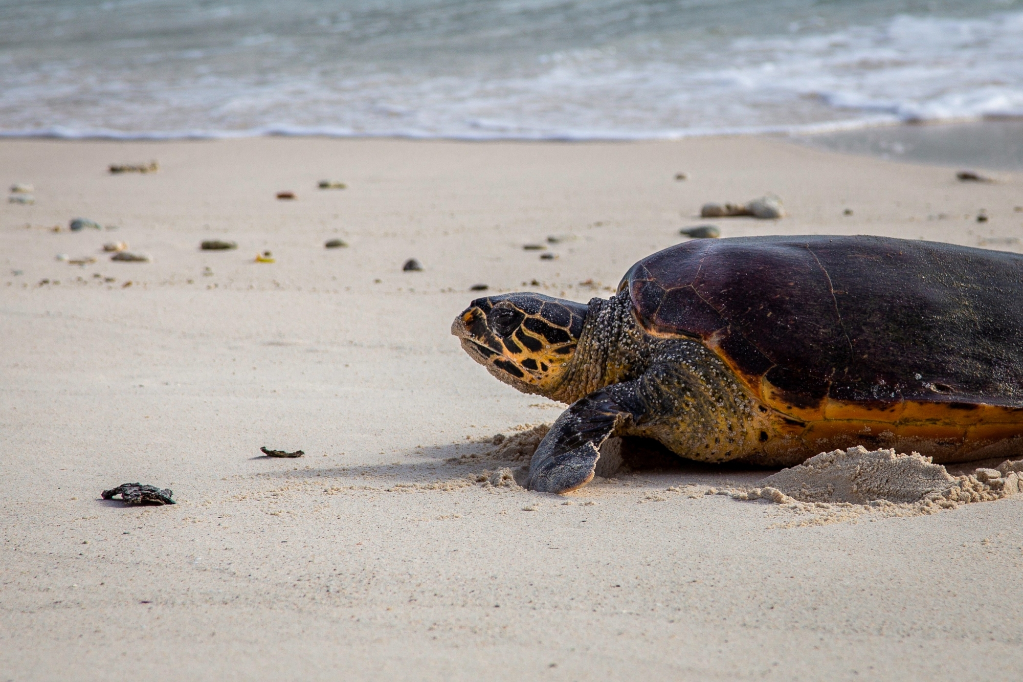 تتبُّع-للسلاحف-بالأقمار-الصناعية-بمحمية-الأمير-محمد-بن-سلمان