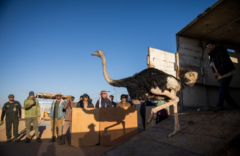 إطلاق-35-كائنًا-مهددًا-بالانقراض-بمحمية-ولي-العهد