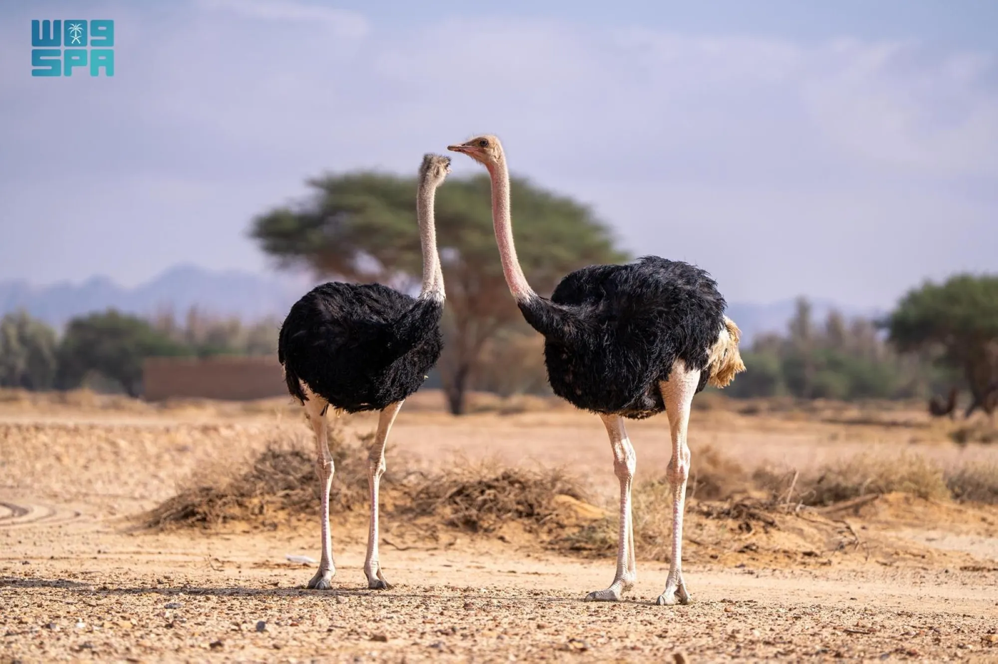 إطلاق-37-كائنًا-فطريًا-في-موقع-الحِجر-بالعُلا