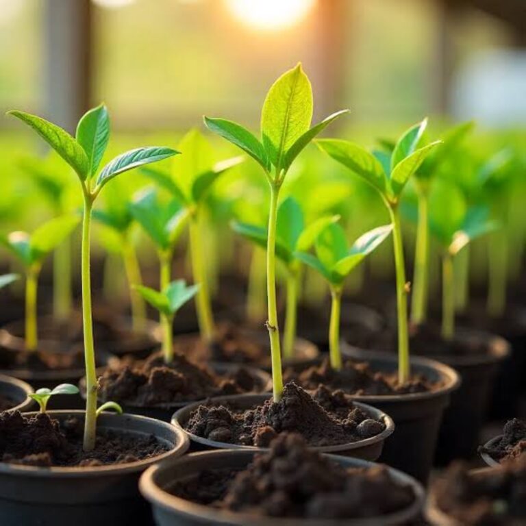 “البيئة”:-إطلاق-ترخيص-بيع-الشتلات-الزراعية-بالتجزئة