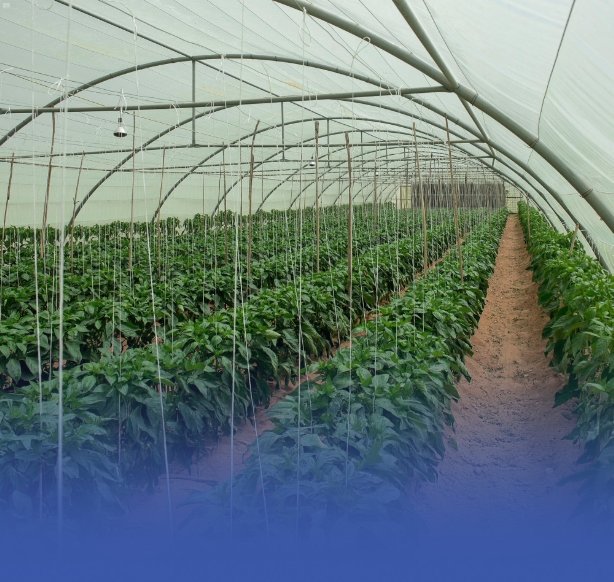 مكافأة-نهاية-خدمة-وإجازة-أسبوعية.-لائحة-جديدة-لعمال-الزراعة-والرعاة