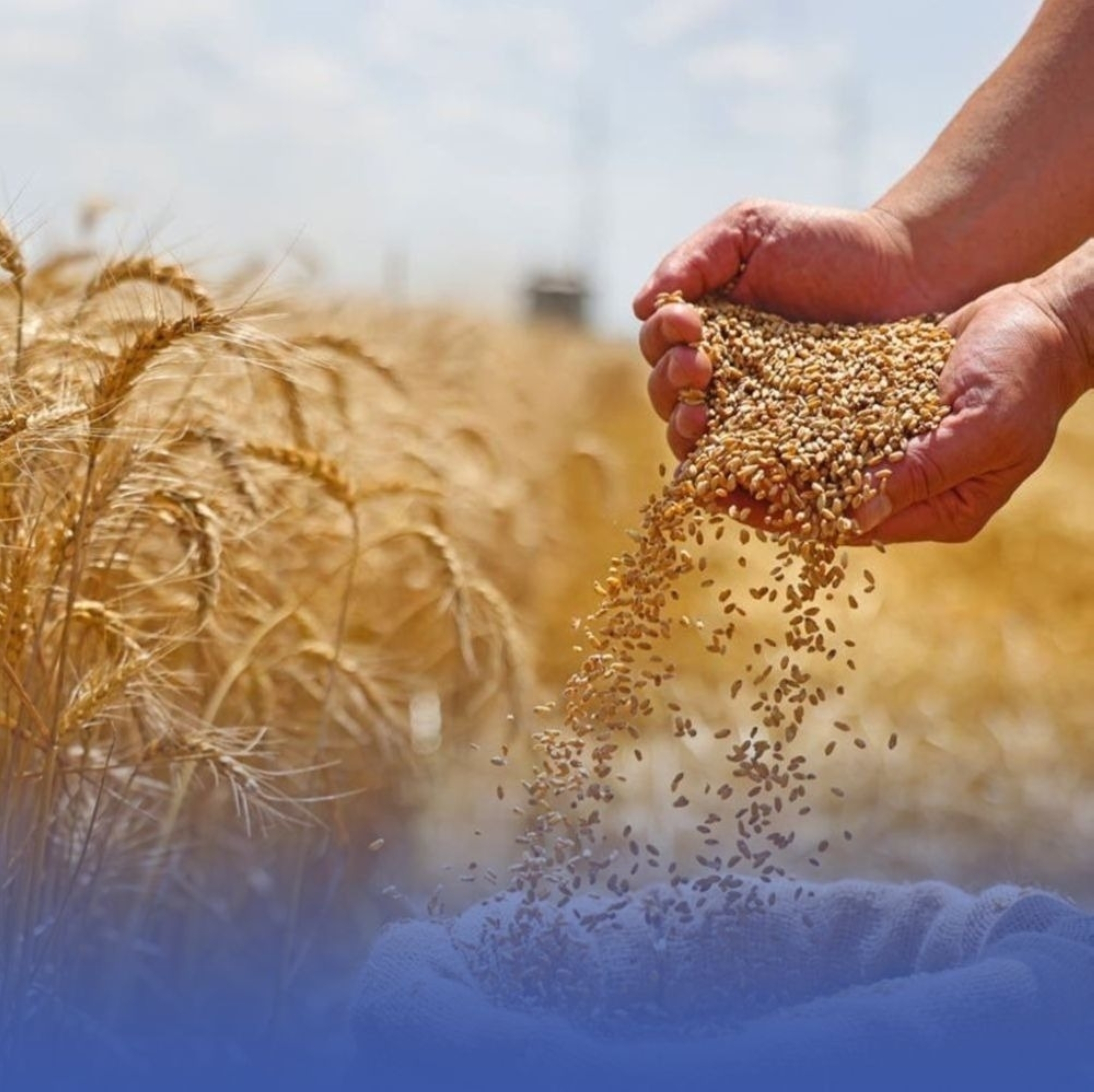 “الأمن-الغذائي”-تشتري-794-ألف-طن-قمح-مستورد