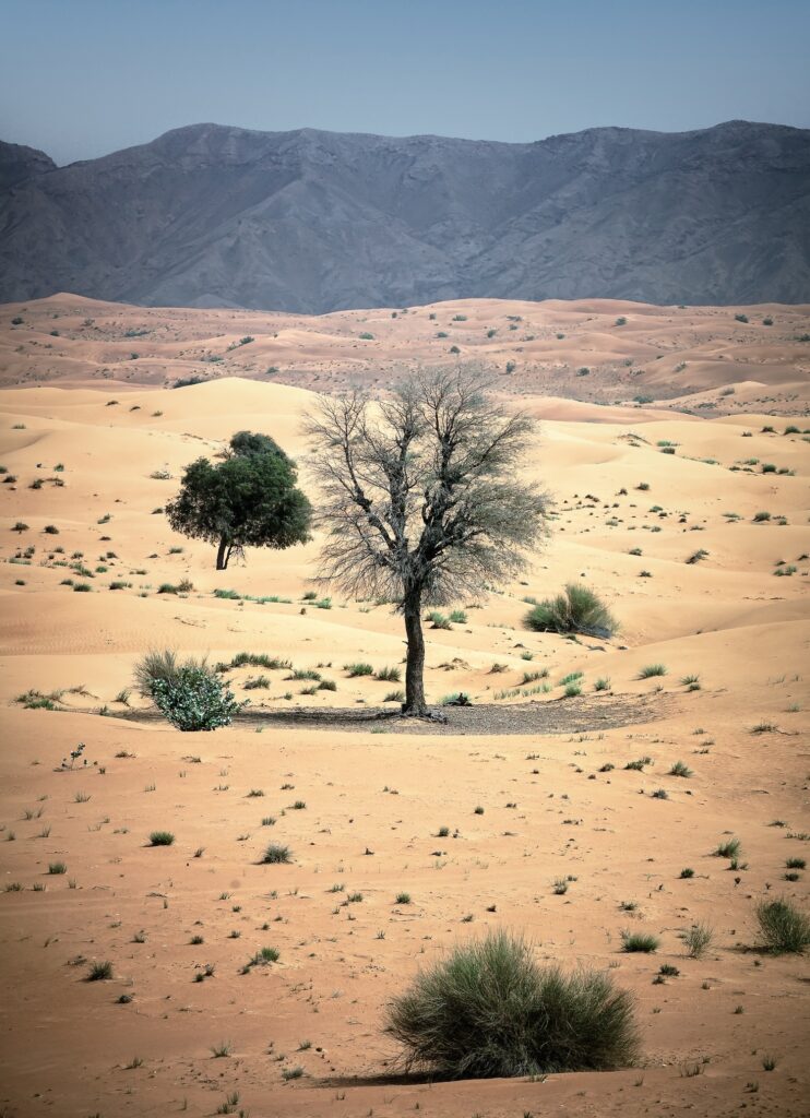 الشارقة-تفتح-باب-الترشح-للدورة-الأولى-من-“منح-الزمالة-الإرشادية-المخصصة-للشباب-الإماراتي”-في-موقع-الفاية-للتراث-العالمي