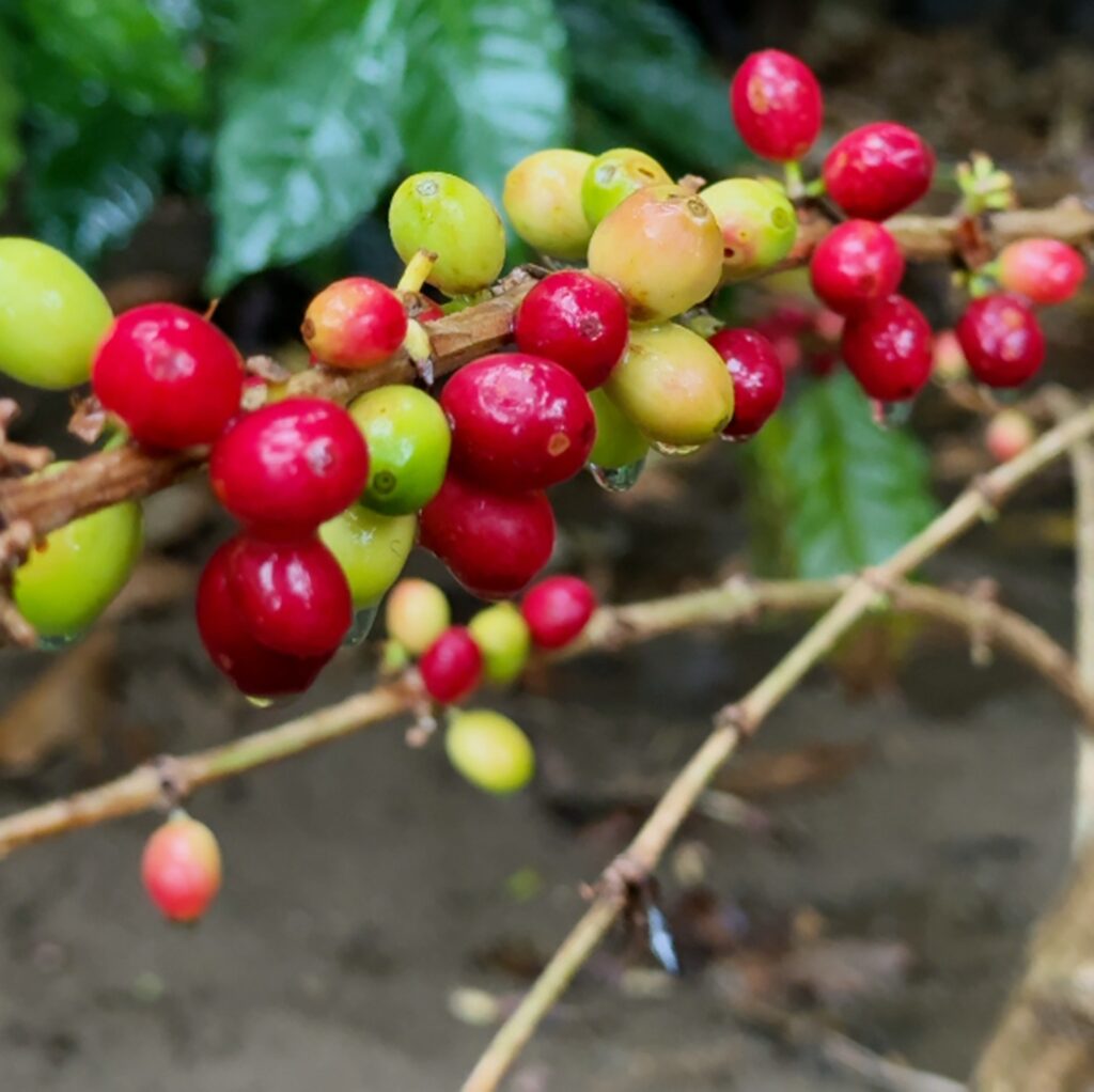 “خيرات-فيفاء”-تنتشي-بعد-الأمطار