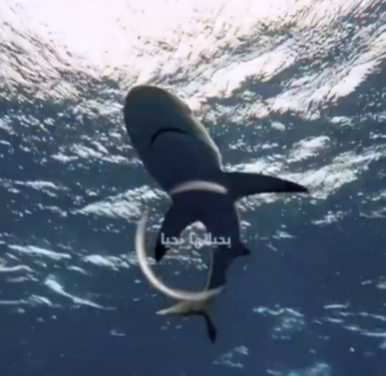 إنقاذ-قرش-احتُجز-داخل-مرسى-نادٍ-بجدة