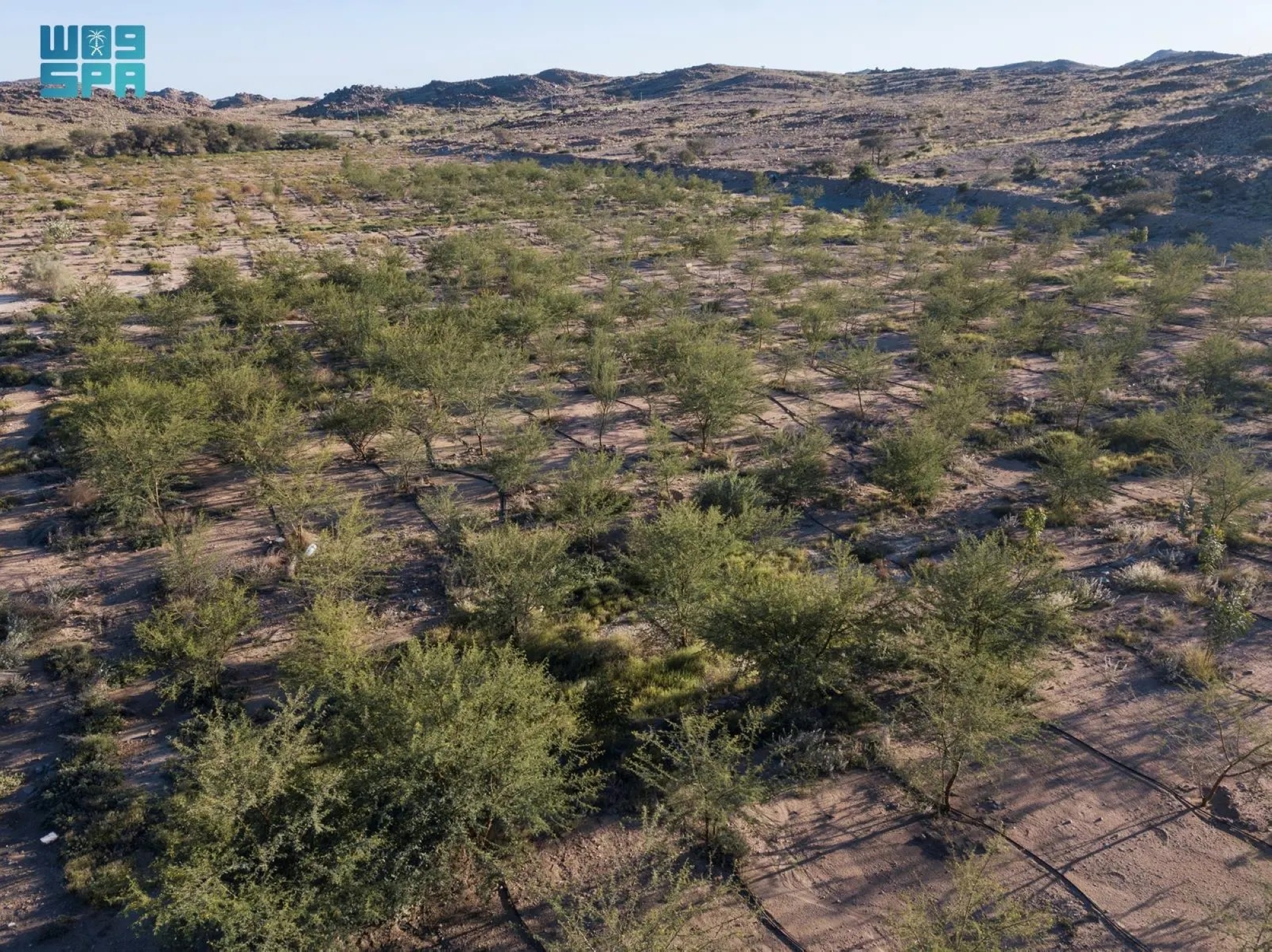 إشادة-أممية-بإعادة-تأهيل-مليون-هكتار-في-السعودية