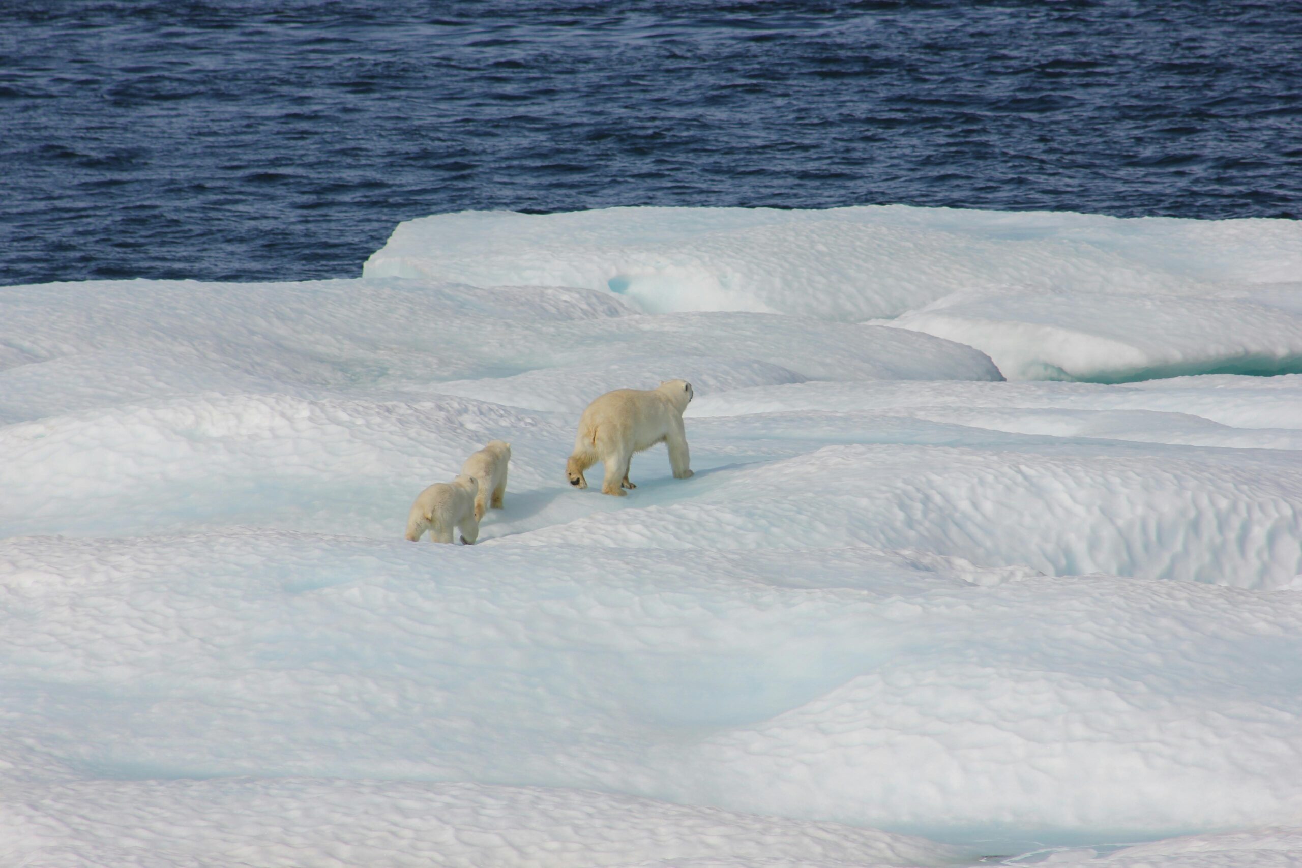 الإمارات-تنضم-رسمياً-إلى-معاهدة-“سفالبارد”-لدعم-البحث-العلمي-في-القطب-الشمالي