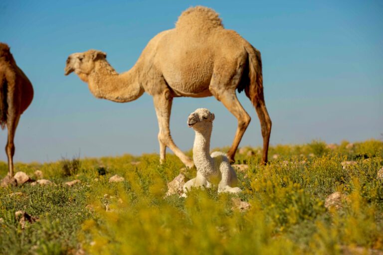 هيئة-تطوير-محمية-الإمام-تركي-تحدّث-ضوابط-الرعي