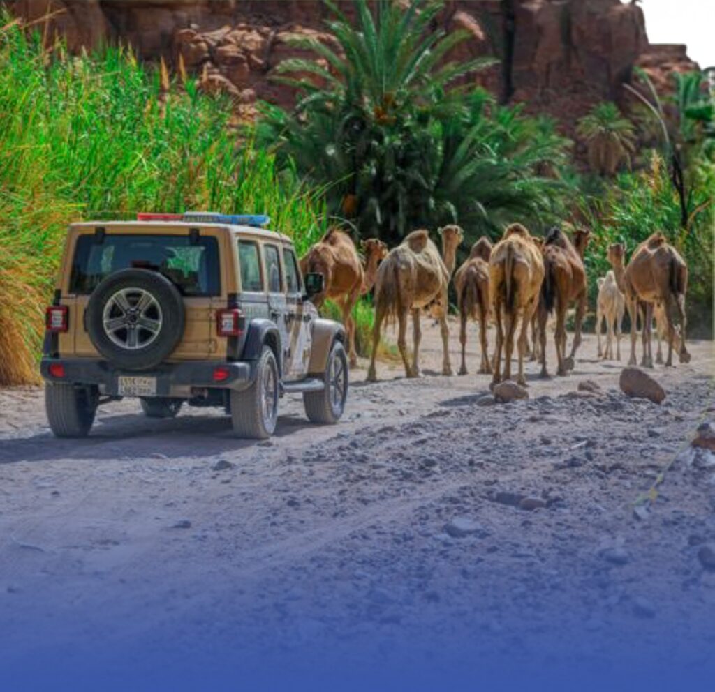 "محمية الملك": مُهلة 10 أيام لإخراج المواشي السائبة