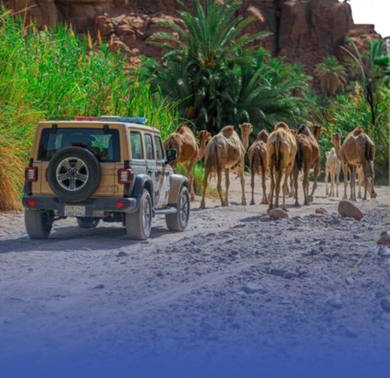 “محمية-الملك”:-مُهلة-10-أيام-لإخراج-المواشي-السائبة