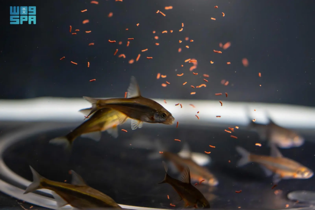 إطلاق أول برنامج لإكثار وإعادة توطين أسماك المياه العذبة