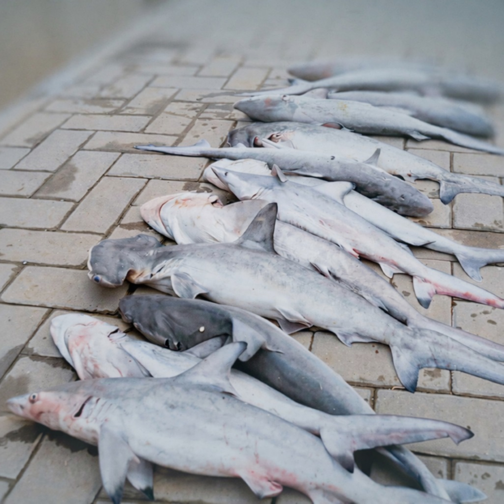 ضبط-14-مخالفًا-بحوزتهم-أسماك-قرش-مهددة-بالانقراض