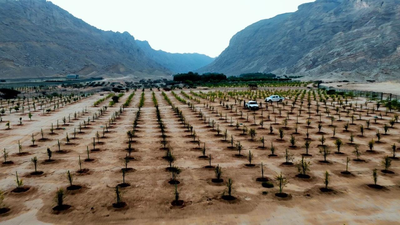 بلدية-مدينة-العين-تستعرض-مشاريعها-الرائدة-خلال-المؤتمر-والمعرض-الزراعي-الإماراتي-2026