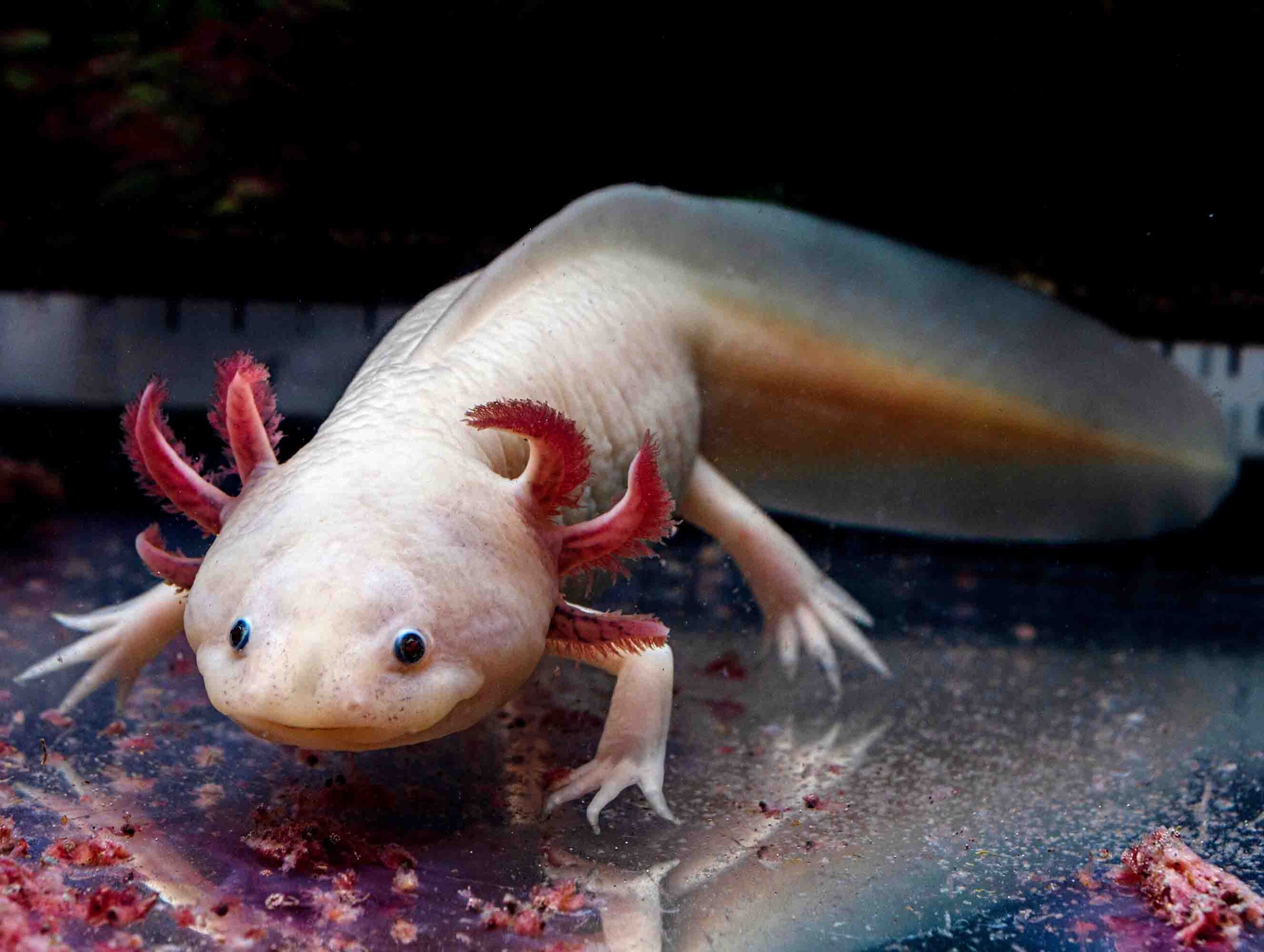 مخلوق-مائي-قد-يفتح-الباب-لتجديد-الأطراف-البشرية