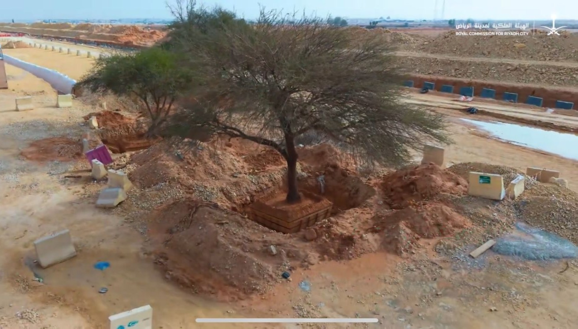“الهيئة-الملكية”-تصون-3-أشجار-معمّرة-في-الرياض