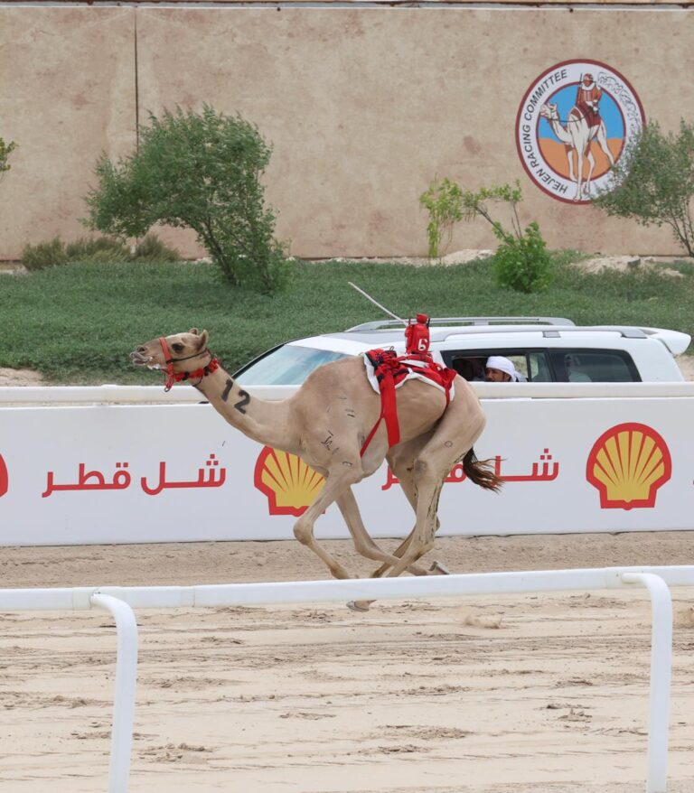 “هجن-الرئاسة”-تحصد-“الخنجر-الذهبي”-بالمهرجان-الختامي-للهجن-العربية-بقطر