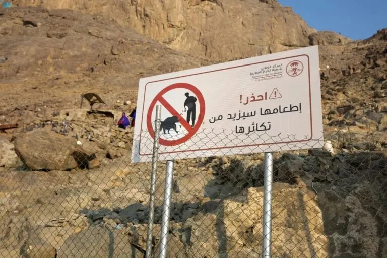 “الحياة-الفطرية”-يتحقّق-من-خُلوّ-المشاعر-من-قرود-البابون