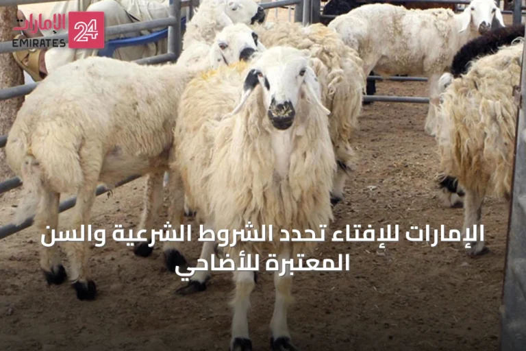الإمارات للإفتاء تحدد الشروط الشرعية والسن المعتبرة للأضاحي