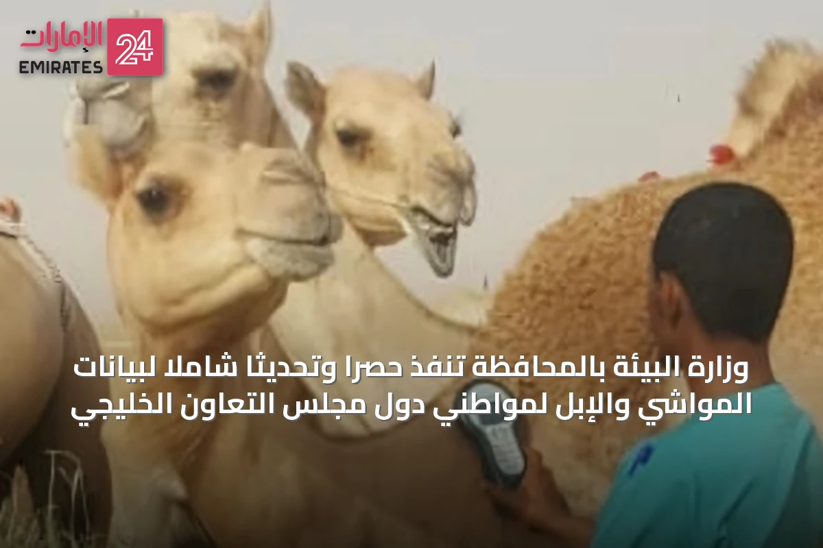 وزارة البيئة بالمحافظة تنفذ حصرًا وتحديثًا شاملاً لبيانات المواشي والإبل لمواطني دول مجلس التعاون الخليجي