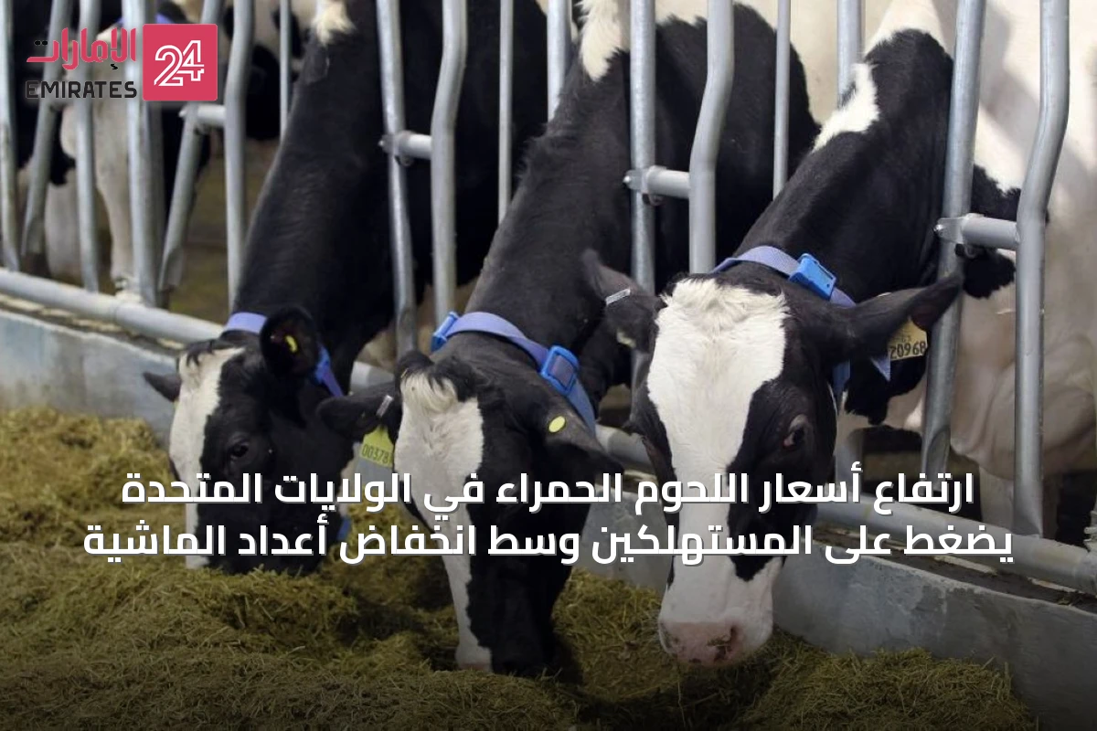 ارتفاع أسعار اللحوم الحمراء في الولايات المتحدة يضغط على المستهلكين وسط انخفاض أعداد الماشية