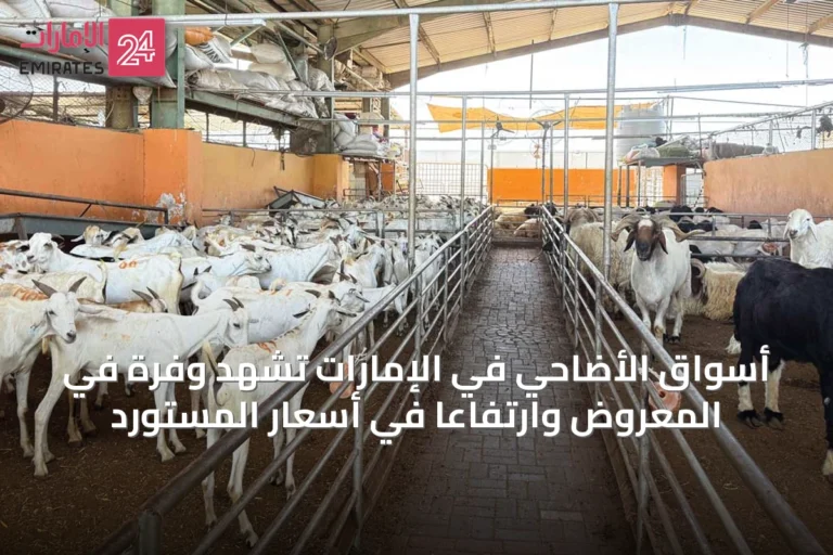 أسواق الأضاحي في الإمارات تشهد وفرة في المعروض وارتفاعاً في أسعار المستورد