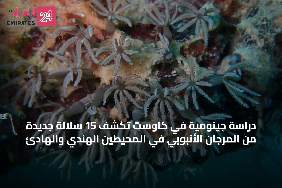 دراسة جينومية في كاوست تكشف 15 سلالة جديدة من المرجان الأنبوبي في المحيطين الهندي والهادئ