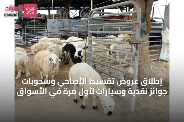 إطلاق عروض تقسيط الأضاحي وسحوبات جوائز نقدية وسيارات لأول مرة في الأسواق