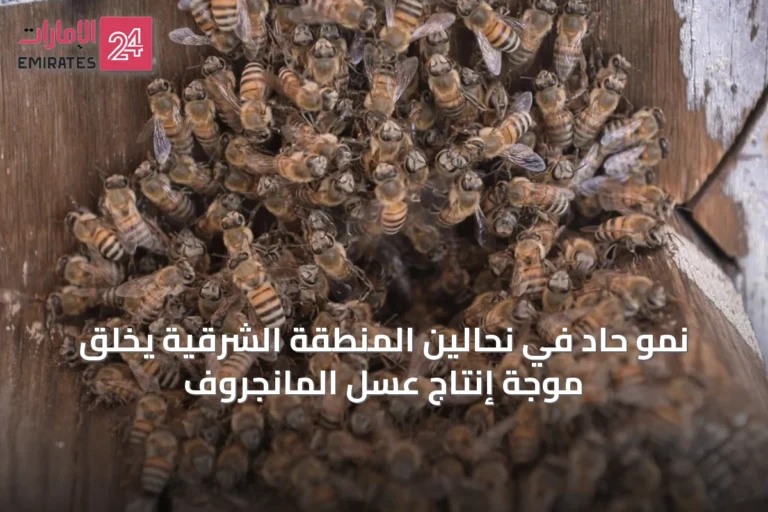 نمو حاد في نحالين المنطقة الشرقية يخلق موجة إنتاج عسل المانجروف