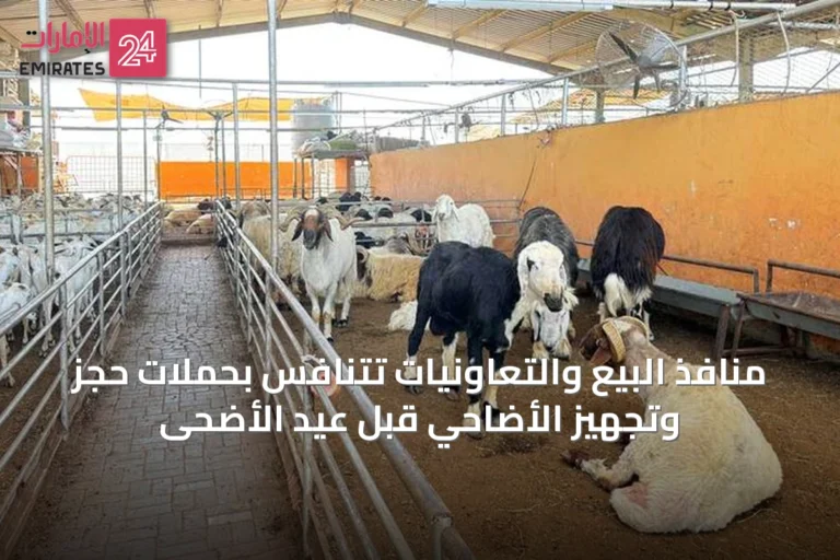 منافذ البيع والتعاونيات تتنافس بحملات حجز وتجهيز الأضاحي قبل عيد الأضحى