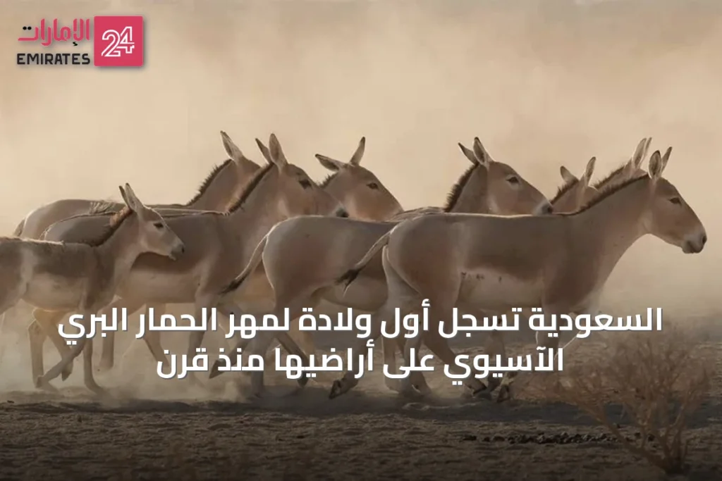 السعودية تسجل أول ولادة لمهر الحمار البري الآسيوي على أراضيها منذ قرن