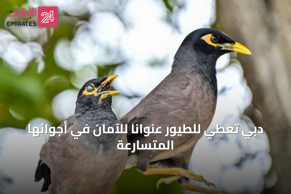 دبي تُعطي للطيور عنواناً للآمان في أجوائها المتسارعة