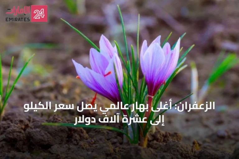 الزعفران: أغلى بهارٍ عالمي يصل سعر الكيلو إلى عشرة آلاف دولار