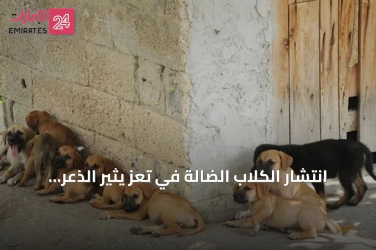 انتشار الكلاب الضالة في تعز يثير الذعر ويدفع السلطات لحملة عاجلة