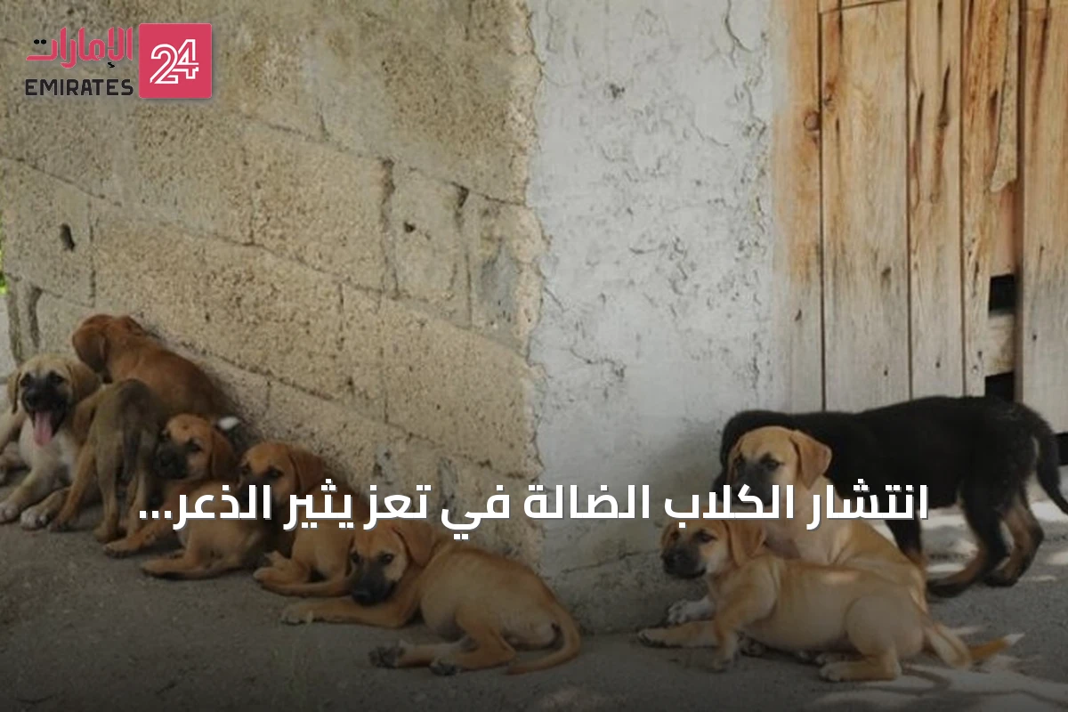انتشار الكلاب الضالة في تعز يثير الذعر ويدفع السلطات لحملة عاجلة