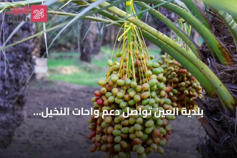 بلدية العين تواصل دعم واحات النخيل استعداداً لموسم قطاف الرطب