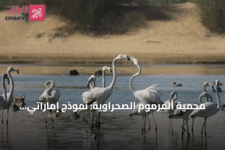 محمية المرموم الصحراوية: نموذج إماراتي يجمع بين الحفاظ على التنوع البيولوجي ودعم التنمية المستدامة