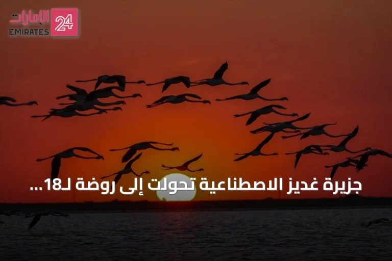جزيرة غديز الاصطناعية تحولت إلى روضة لـ18 ألف فرخ فلامنغو بإزمير