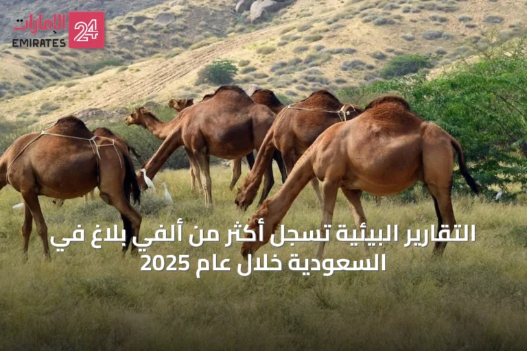 التقارير البيئية تسجل أكثر من ألفي بلاغ في السعودية خلال عام 2025