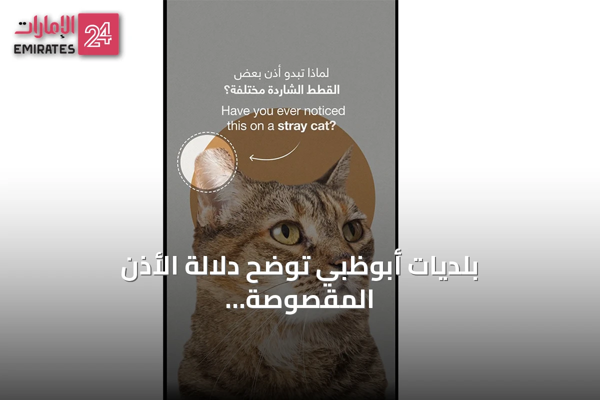 بلديات أبوظبي توضح دلالة الأذن المقصوصة للقطط السائبة