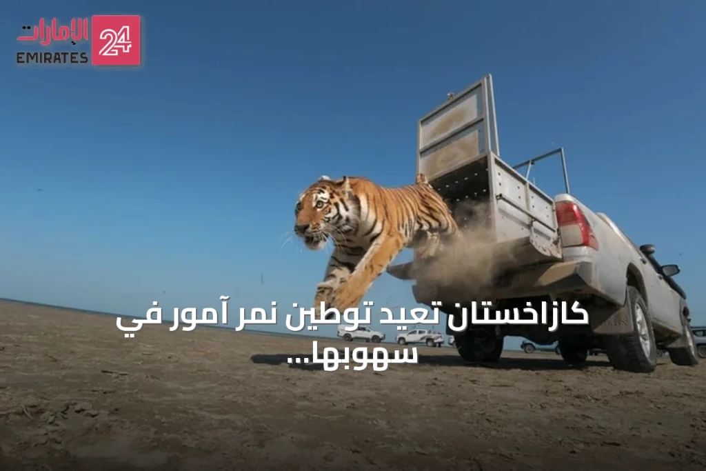 كازاخستان تُعيد توطين نمر آمور في سهوبها بعد انقطاع سبعة عقود